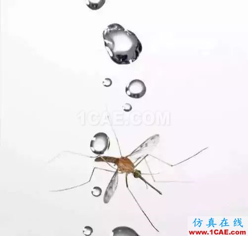 為什么蚊子永遠不會被雨砸死？千萬別被孩子問住了！fluent分析案例圖片4